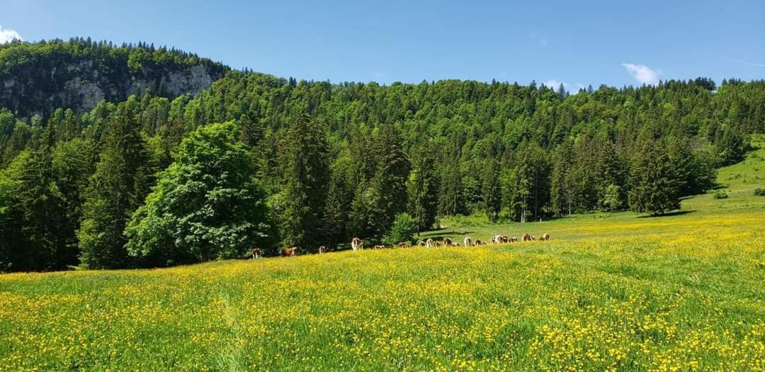 Place Royale Pour 10 A 12 Personnes A 30 Met Des Pistes De Ski Et Vtt Métabief المظهر الخارجي الصورة